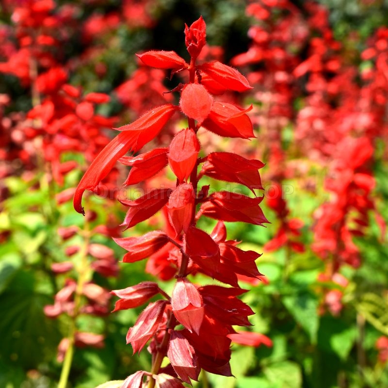 Сальвия splendens Red