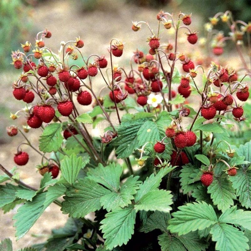 Details about   Seeds Alpine Strawberry Red  Everbearing Planting Climbing Organic 40Pcs 