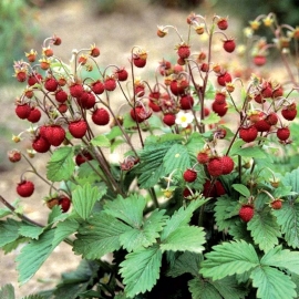 «Ruegen» - Organic Alpine Strawberry Seeds