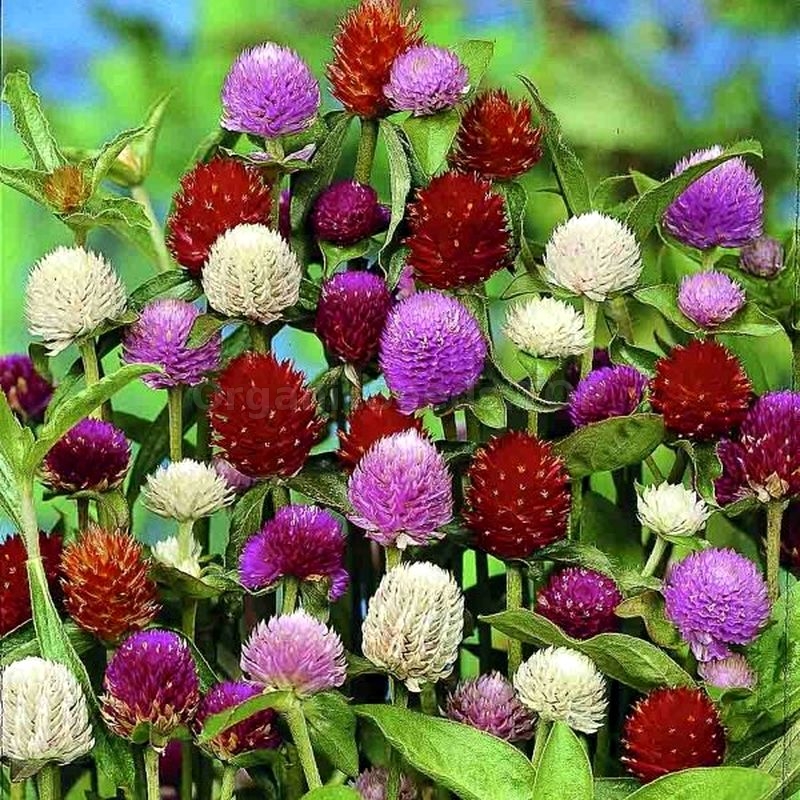 «Mix» Organic Gomphrena Seeds Shipping is free for orders over €50