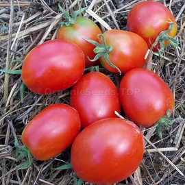 «De-Barao red» - Organic Tomato Seeds
