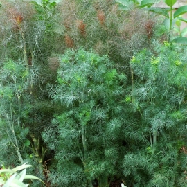 «Bush» - Organic Dill Seeds