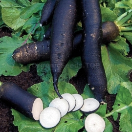 «Noir Long Maraicher» - Organic Radish Seeds