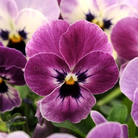 «Sorbet Raspberry» - Organic Viola Seeds