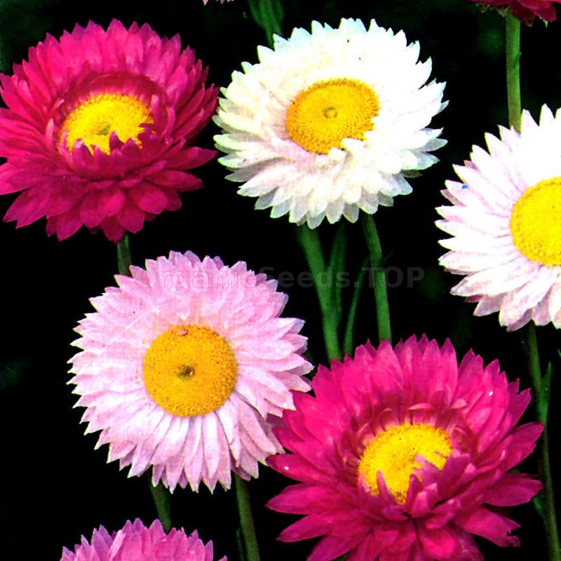 Outsidepride Helipterum Rose Paper Daisy Everlasting Flowers Great for  Dried Floral Arrangements - 1000 Seeds