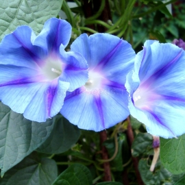 «Blue Star» - Organic Ipomoea Seeds