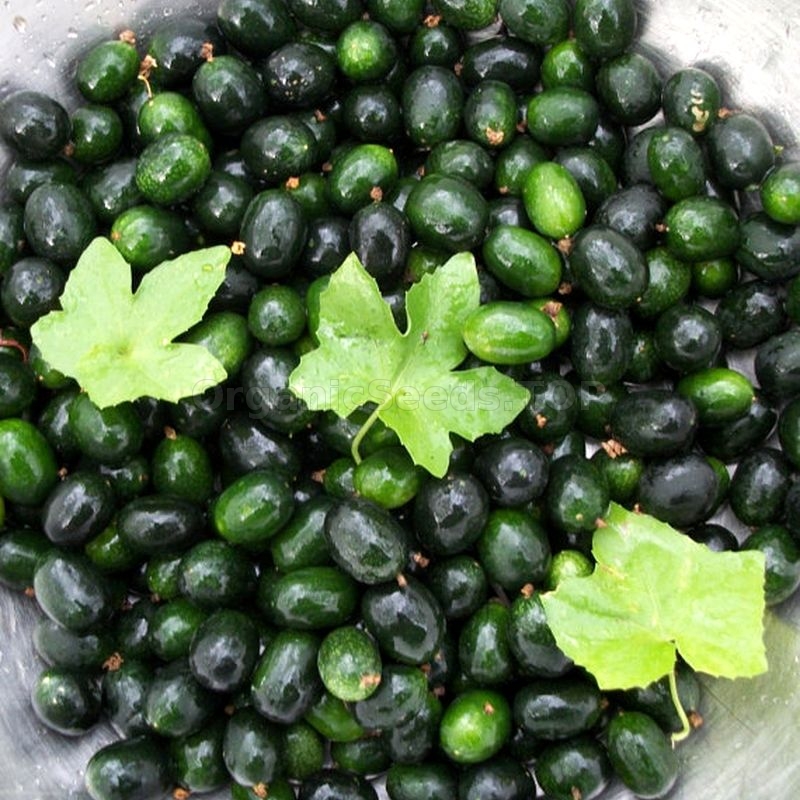 Organic Creeping Cucumber Seeds (Melothria Pendula) - Shipping is free