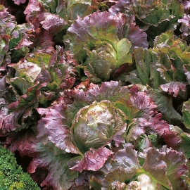 «Four Seasons» - Organic Salad Seeds