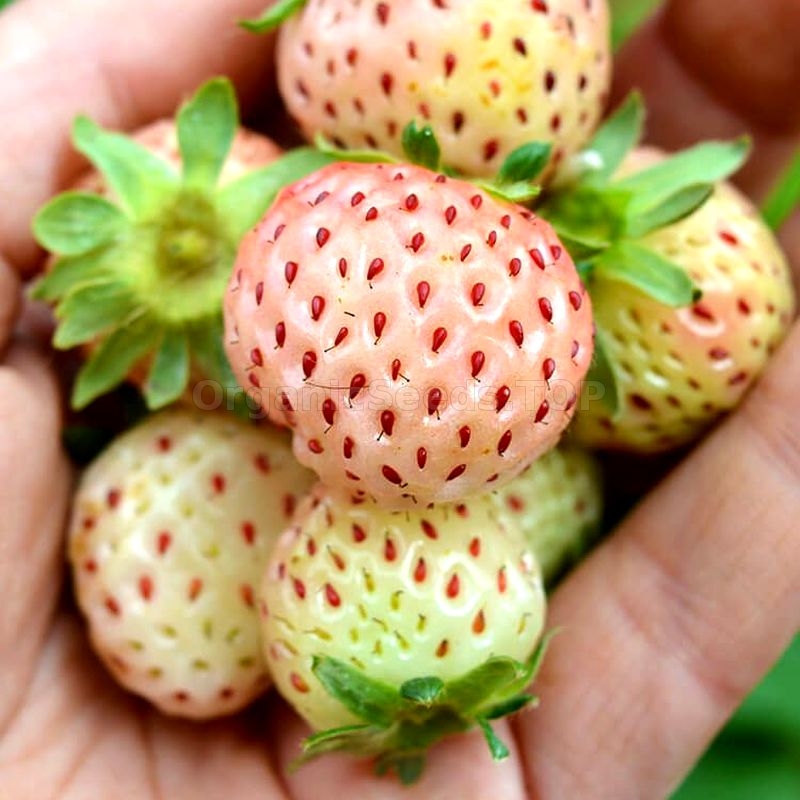 «Snow White» Organic Alpine Strawberry Seeds Shipping is free for