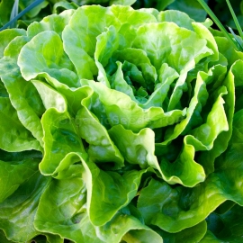 «Godar» - Organic Salad Seeds