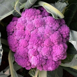 «Purple Sicily» - Organic Cauliflower Seeds