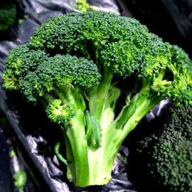 «Kalabreze» - Organic Broccoli Seeds