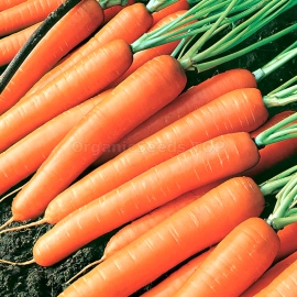 «Berlikumer» - Organic Carrot Seeds