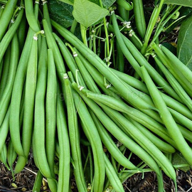 «Zorenka» - Organic Bean Seeds