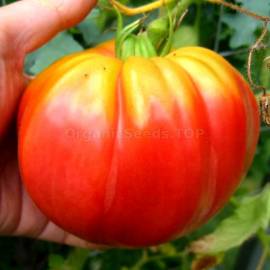 «Slankard's» - Organic Tomato Seeds