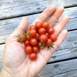 «Mexico midget» - Organic Tomato Seeds