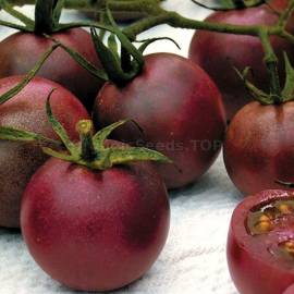 «Chocolate Cherry» - Organic Tomato Seeds