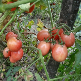 «Ei von Phuket» - Organic Tomato Seeds