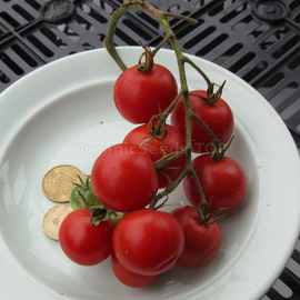«Mexican honey» - Organic Tomato Seeds