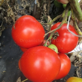 «Mimosa» - Organic Tomato Seeds