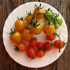 «Bride» - Organic Tomato Seeds