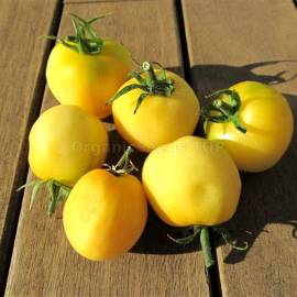 «Ghost» - Organic Tomato Seeds
