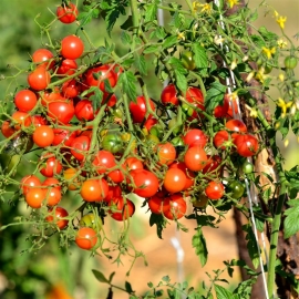«Rose Quartz Multiflora» - Organic Tomato Seeds