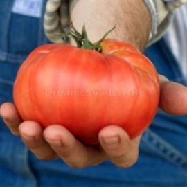 «Semipalatinsk» - Organic Tomato Seeds