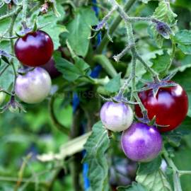 «Blue Pitts» - Organic Tomato Seeds