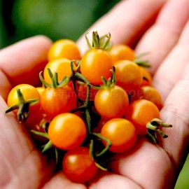 «Gold Rush Currant» - Organic Tomato Seeds