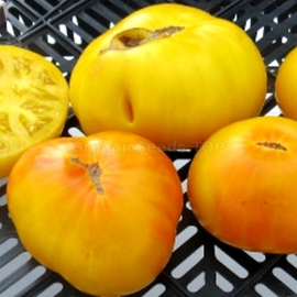 «Dithmar» - Organic Tomato Seeds