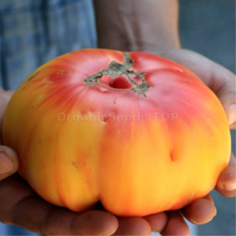 Grandma Viney's Yellow and Pink» - Organic Tomato Seeds - ❀ Shipping is free  for orders over €50