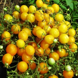 «Goldilocks» - Organic Tomato Seeds