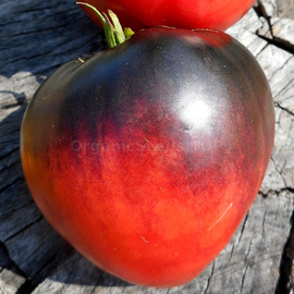 «Sgt Peppers» - Organic Tomato Seeds