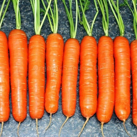 «Jaskrava» - Organic Carrot Seeds
