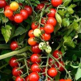 «Coral Cherry» - Organic Tomato Seeds
