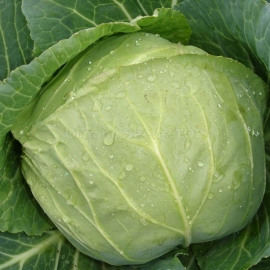 «Yaroslavna» - Organic Cabbage Seeds