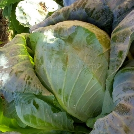 «Kharkov winter» - Organic Cabbage Seeds