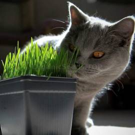 «Standart» - Organic Cat Grass