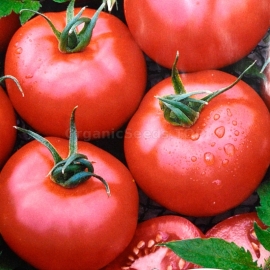 «Benefis» - Organic Tomato Seeds