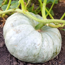 «Slavuta» - Organic Pumpkin Seeds