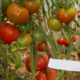 «Three fat men» - Organic Tomato Seeds