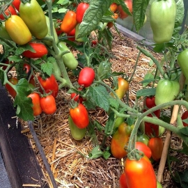 «Kibitz» - Organic Tomato Seeds
