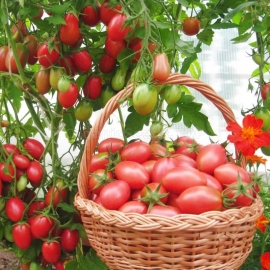 «Chio-chio-san» - Organic Tomato Seeds