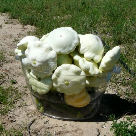 «Early White Bush» - Organic Scallop Seeds