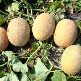 «Caramel» - Organic Melon Seeds