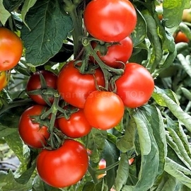 «Tamina» - Organic Tomato Seeds