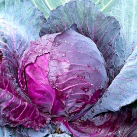«Langedaker» - Organic Cabbage Seeds