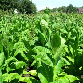 «Cuban Criollo» Heirloom Tobacco Seeds