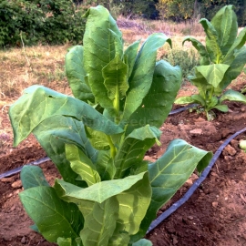 «Shirazi» Heirloom Tobacco Seeds